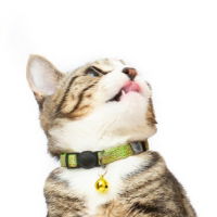 68517