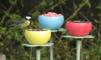 The Nuttery Pod Squirrel Proof Wild Bird Feeder