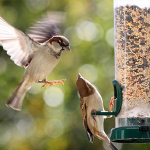 Wild Bird Feeders