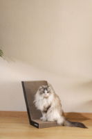 MPETS My Scratchy Cat Cardboard scratchers - RENO