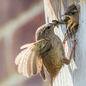 Wild Bird Nesting