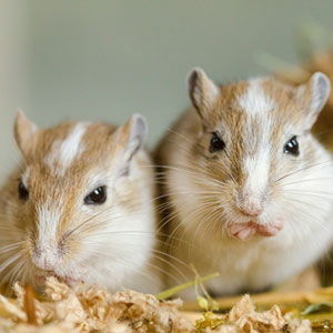 Hamster & Gerbil