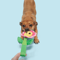 Bark Penny Pechewnia Dog Toy
