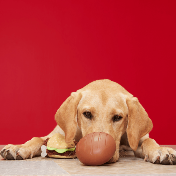 Bark Turkey Barker Dog Toy