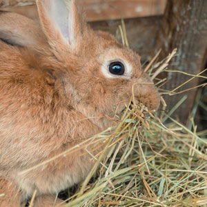 Edible Hays & Grasses