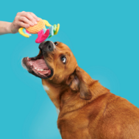 Bark Ahi Tina Dog Toy