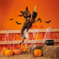 BARK Halloween Texas Chainspaw