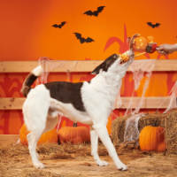 BARK Halloween Jack-Crow-Lantern