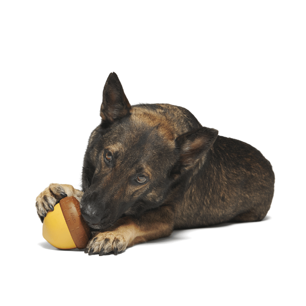 Bark Acornucopia Dog Toy