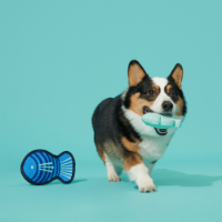 Bark Blue Rad Herring Dog Toy
