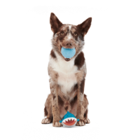 Bark Great White Dwight Dog Toy