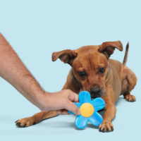 Bark Blue Power Flower Dog Toy