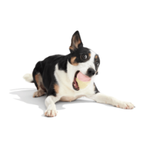 Bark I-Squeak Cone Dog Toy