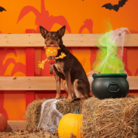 BARK Halloween Jack-Crow-Lantern