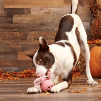 Bark Hambone Dog Toy