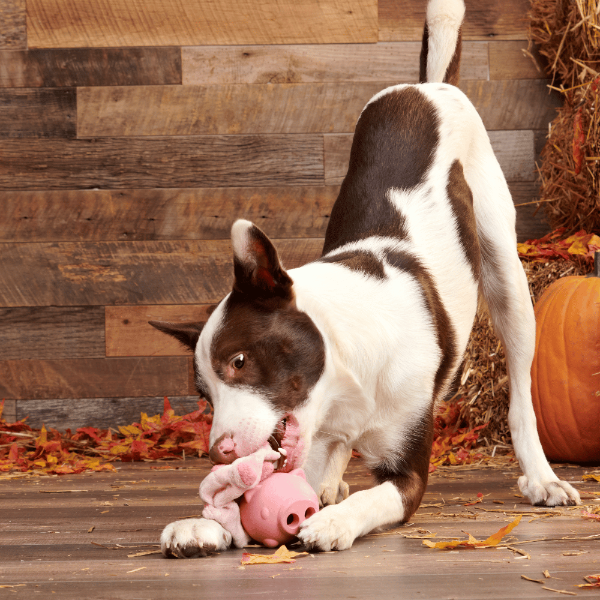 Bark Hambone Dog Toy