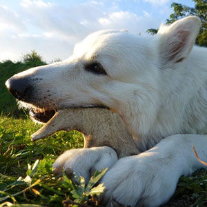 Antler Chews / Roots Treats