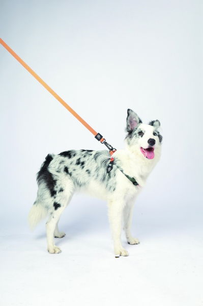 M-PETS Wild Jungle Regular Leash L-Xl