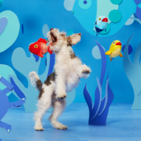 Bark The Groupers Dog Toy