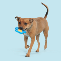 Bark Blue Power Flower Dog Toy