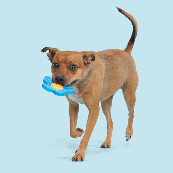 Bark Blue Power Flower Dog Toy
