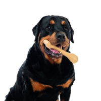 M-PETS Greenbo Natural Rubber Bones - Large