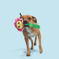 Bark Penny Pechewnia Dog Toy