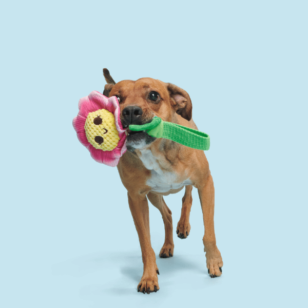 Bark Penny Pechewnia Dog Toy