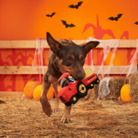 BARK Halloween Oldest McDonald