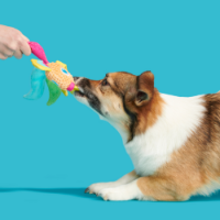 Bark Ahi Tina Dog Toy