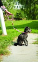 M-PETS Eco Dog Leash & Collar 2 In 1 M - Pink