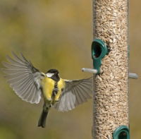 RSPB Sunflower Hearts - 900g