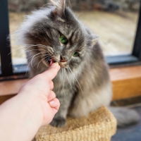Hilife Its Only Natural Indulge Me Cat Treat Chicken 10g