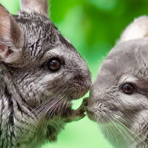 Chinchilla, Chipmunk & Degu