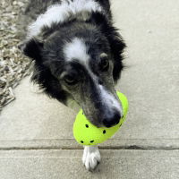 KONG Reflex Football Dog Toy - Medium/Large