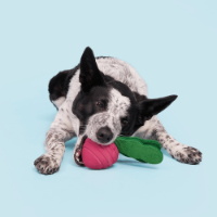 Bark Turnt Up Turnip Dog Toy