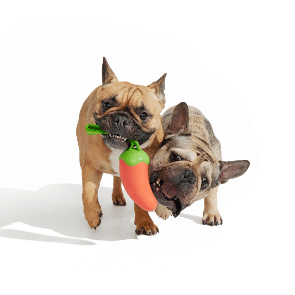 Bark Habanero Pupper Dog Toy