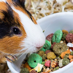 Guinea Pig