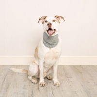 Cooling Bandana Large/Xlarge