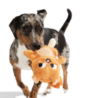 Bark Pearl Squirrel Dog Toy
