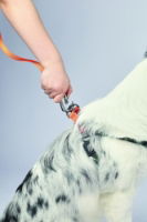 M-PETS Wild Jungle Regular Leash L-Xl