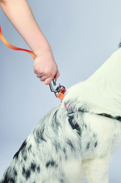 M-PETS Wild Jungle Regular Leash L-Xl
