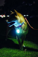 M-PETS Rechargeable Led Jewel For Dog - White