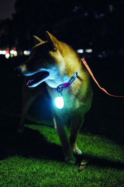 M-PETS Rechargeable Led Jewel For Dog - White